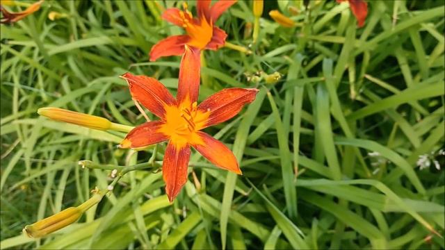 Hemerocallis fulva in urban parks in Tianjin (China) смотреть онлайн