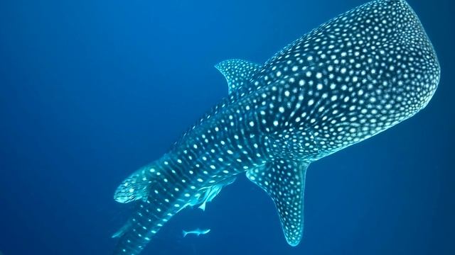 САМАЯ БОЛЬШАЯ РЫБА В МИРЕ смотреть онлайн