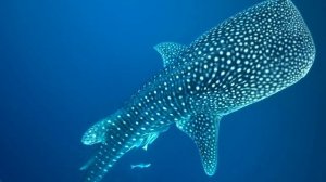 САМАЯ БОЛЬШАЯ РЫБА В МИРЕ