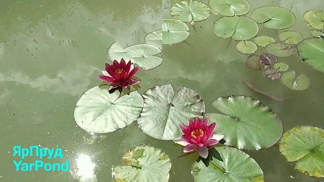 Нимфея (кувшинка) Атракцион, Nymphaea Attraction смотреть онлайн