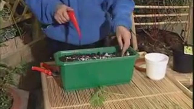 вегетативное размножение растений Черенкование смотреть онлайн