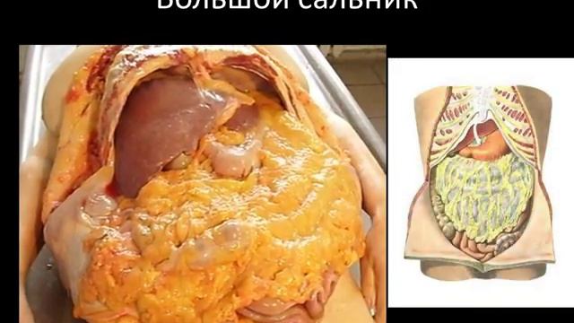 Анатомия брюшины