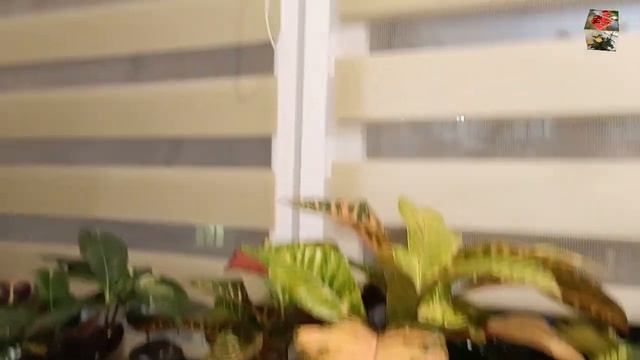 Как ЗИМУЮТ мои КРОТОНЫ, УТЕПЛЯЕМ ПОДОКОННИКИ. Как предотвратить пятна на листьях от холодных стекол смотреть онлайн