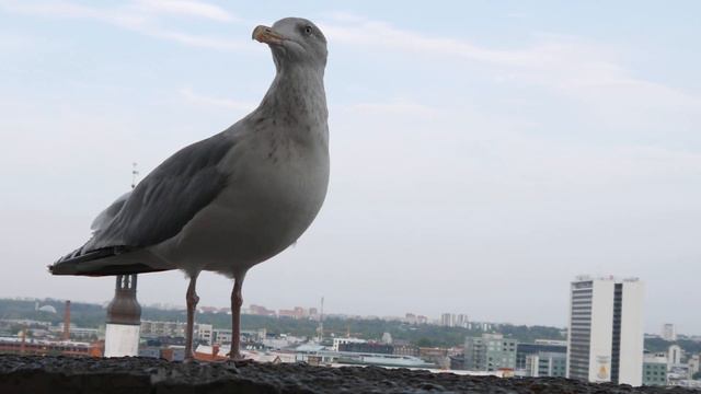 Narcissistic Bird // Tallinn, Estonia смотреть онлайн
