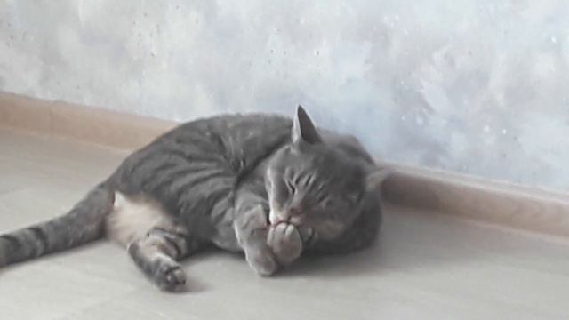 Тишка лижет лапу(я ржу потому что он милый:з) смотреть онлайн
