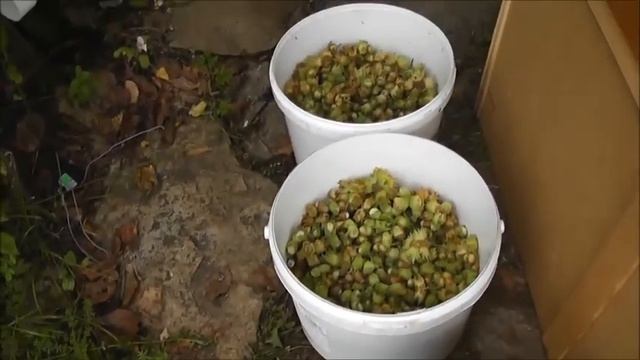 Когда сбор орехов лещины на усадьбе в заброшенной деревне Закатово. смотреть онлайн