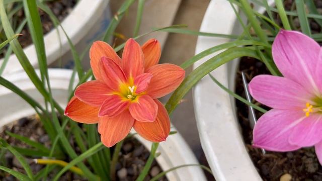 Sudteerak vs.Praewa Rainlily смотреть онлайн