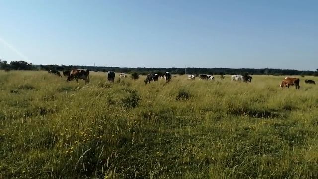 КОРОВЫ НЕ ХОТЯТ ИДТИ НА ПАСТБИЩЕ!НАДО ДЕРЖАТЬ ВСЕХ ДОМА?! смотреть онлайн