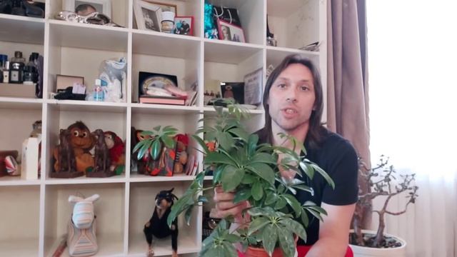 Красивое кашпо из трех сортов Шеффлера смотреть онлайн