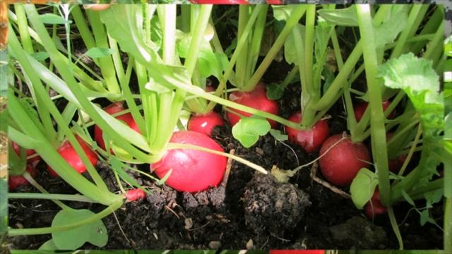 Когда лучше сеять редис смотреть онлайн