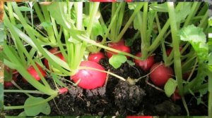 Когда лучше сеять редис