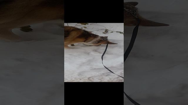 Я и мой пёс Босся смотреть онлайн