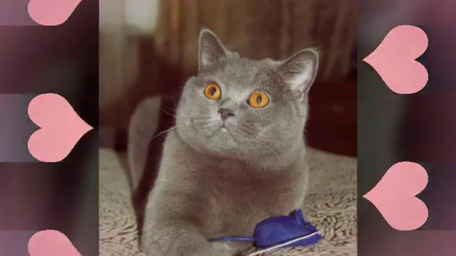 Самое_самое|Самые милые животные мира!💃🙈 😻🐕 смотреть онлайн