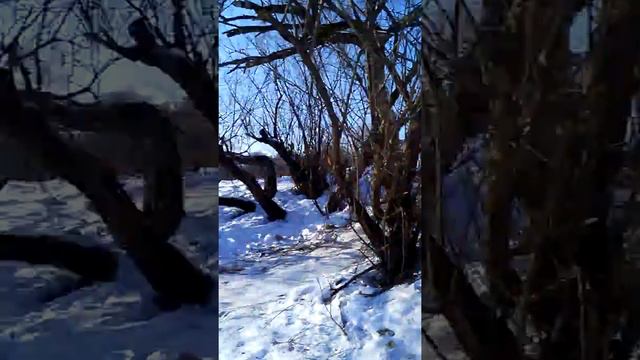 Каникулы в селе Биджан ЕАО. смотреть онлайн