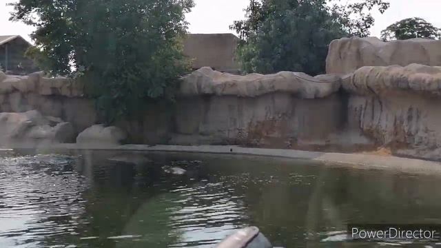 Дубай Cафари парк \ Dubai Safari park смотреть онлайн