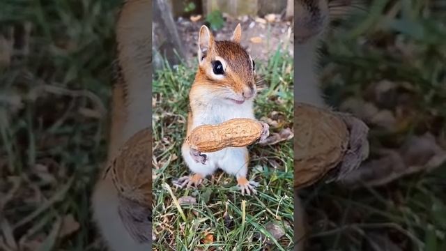 Funny compilation with animals // Смешные подборки с животными // Chipmunk // Бурундук смотреть онлайн