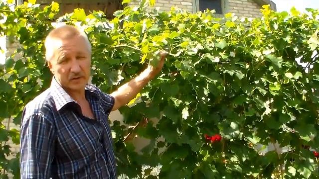 Виноград Работы в августе Чеканка смотреть онлайн