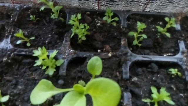 Рассада "Камнеломки" на 13 апреля. смотреть онлайн