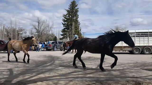 2016 Sombrero Horse Drive #1 смотреть онлайн