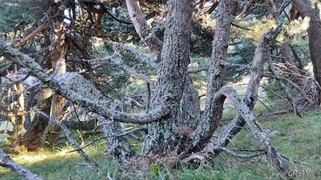 Бабуган-яйла - Артековская тропа - Краснокаменка смотреть онлайн