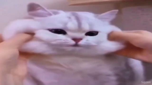 cat смотреть онлайн