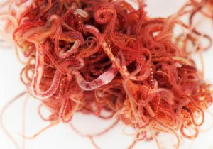 Трубочник изя ( израильский трубочник) 1 часть