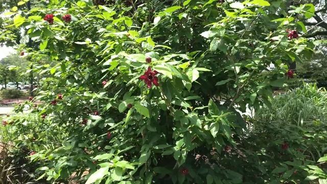 Learn to Grow: Carolina Allspice смотреть онлайн