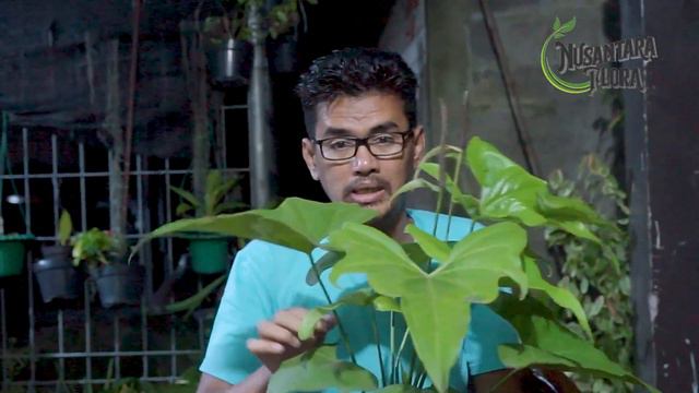 Anthurium Pterodactyl #tanamanhias #anthurium #tanamanhias2020