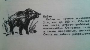 Кабан - Места обитания