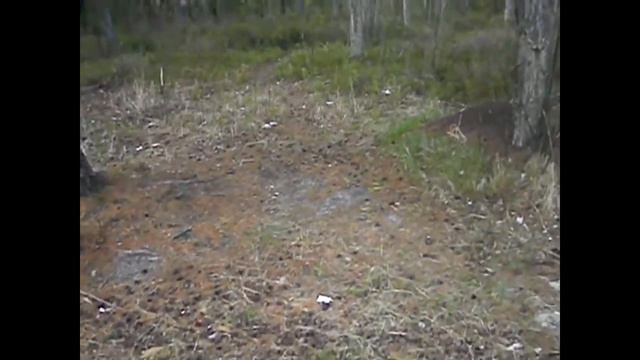 Сургутский лес -2.avi смотреть онлайн