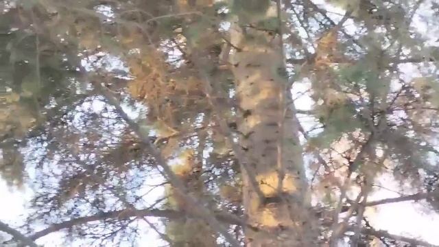 Бельчонок в УСЛК смотреть онлайн