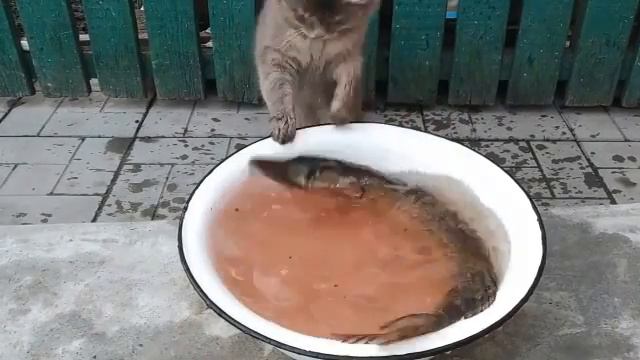 Кот и щука смотреть онлайн