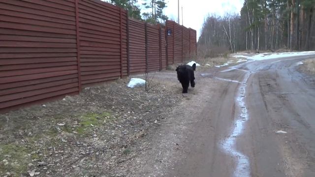Болтовня с соседом за забором смотреть онлайн