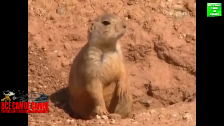 Cусликовый пылесос смотреть онлайн