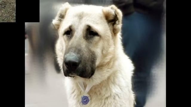 Как выглядят породы собак (ГАМПР – АРМЯНСКИЙ ВОЛКОДАВ) смотреть онлайн