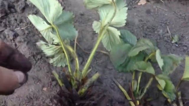 Рассаживаем Викторию смотреть онлайн