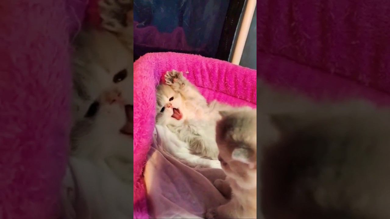 ▷Игривые котятки◁ смотреть онлайн