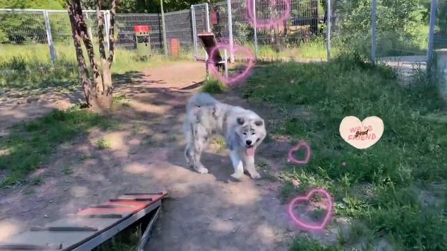 Жесткая дрессура смотреть онлайн
