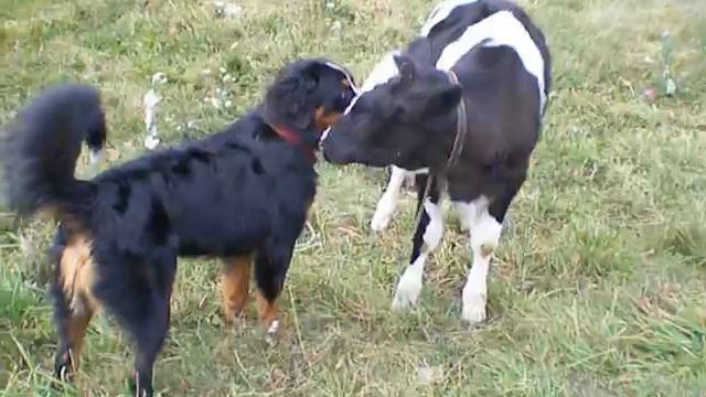 Копия видео IMGP1501 смотреть онлайн