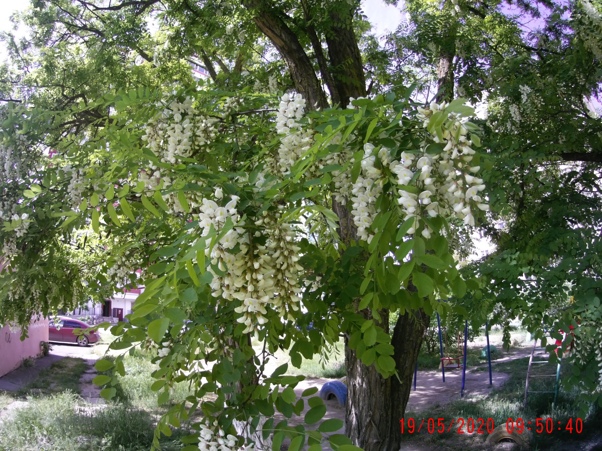 Белая акация через 15 дней.Мёда в ульях нет,сады отцвели,в полях пусто,расширяем 3 корпусом. смотреть онлайн
