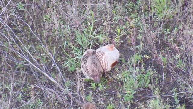Дикі куріпки (UA), Wild partridges (EN), Дикие куропатки (RU) смотреть онлайн