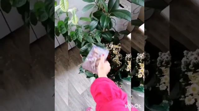 Гиподинамия долой. Подготовка к Марафону. Санкиртана. смотреть онлайн