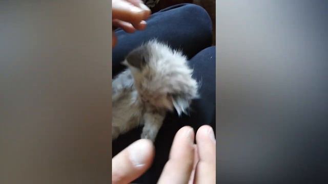 Самые крупные породы кошек смотреть онлайн