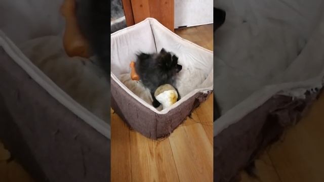 .. мокрый нос, пушистый комочек.. смотреть онлайн