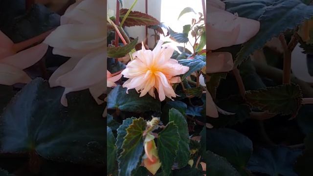 Бегония Belleconia Soft Orang смотреть онлайн