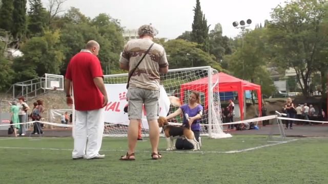 Выставка собак САС "Джалита", ринг биглей, судья Роберт Акопян смотреть онлайн