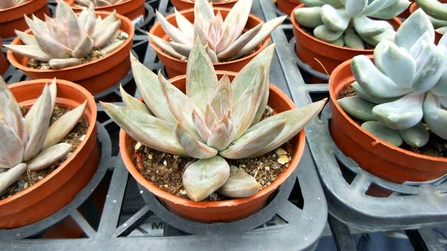 Echeveria affinis 'Grey Form' 多肉植物辨識 灰姑娘 смотреть онлайн
