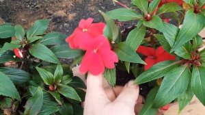 Бальзамин новогвинейский