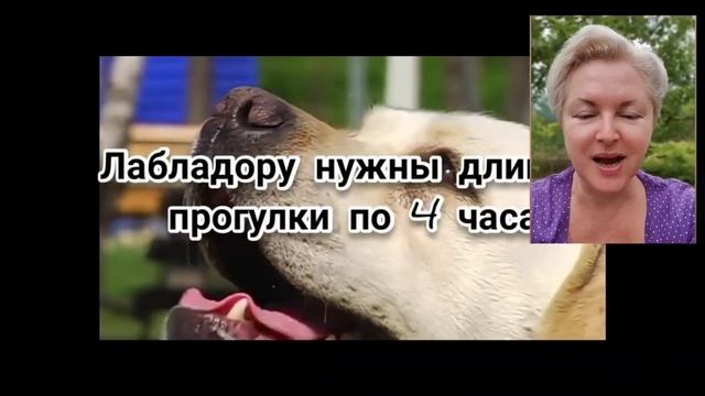 ??? ВРЕДНЫЕ СОВЕТЫ: об уходе за лабрадором смотреть онлайн