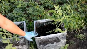 ПАН99. Компост или Вермикомпост ( Биогумус ) ?